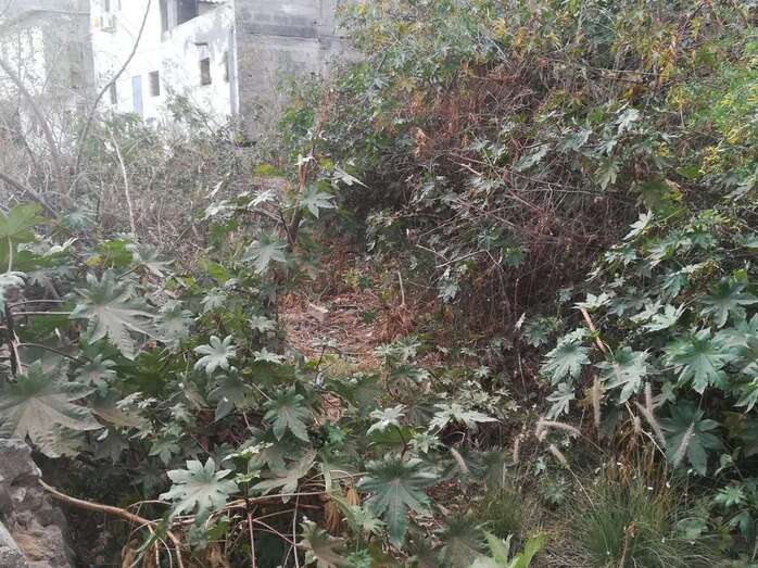 La vegetación ha invadido el cauce (Foto TA)